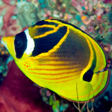 Chaetodon lunula : 4-6 cm
